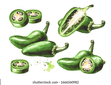 Jalapeno green hot chili pepper, whole and cut pods set. Hand drawn watercolor illustration  isolated on white background