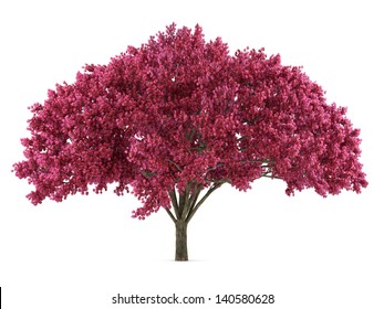 Japan Tree Sakura Isolated. Cherry Tree