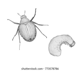 Japanese Beetle, Adult And Larva. Pencil Drawing Isolated Image.