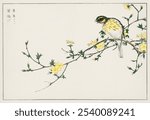 Japanese Bunting and Plum Tree illustration from our own original edition of Pictorial Monograph of Birds (1885) by Numata Kashu. Vintage Japanese bird art illustration, old Japanese bird art print.