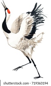 Japanese Crane Bird Watercolor Illustration. 