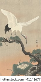 Japanese Crane On Pine Branch, By Ohara Koson, 1900-30, Japanese Print, Color Woodcut