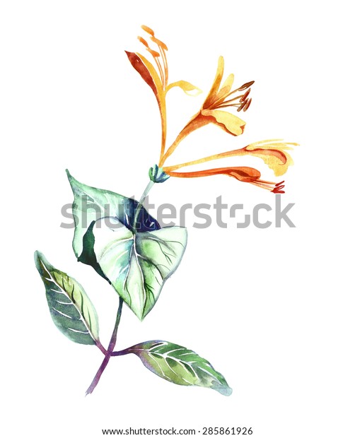 Japanese Honeysuckle Watercolor Illustration On White Stock ...