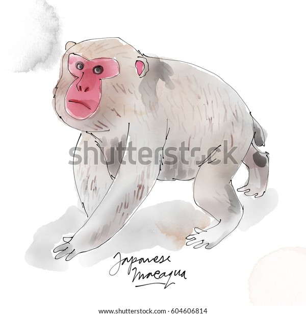 japanese macaque drawing