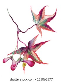 Japanese Maple Leaves and Seeds
