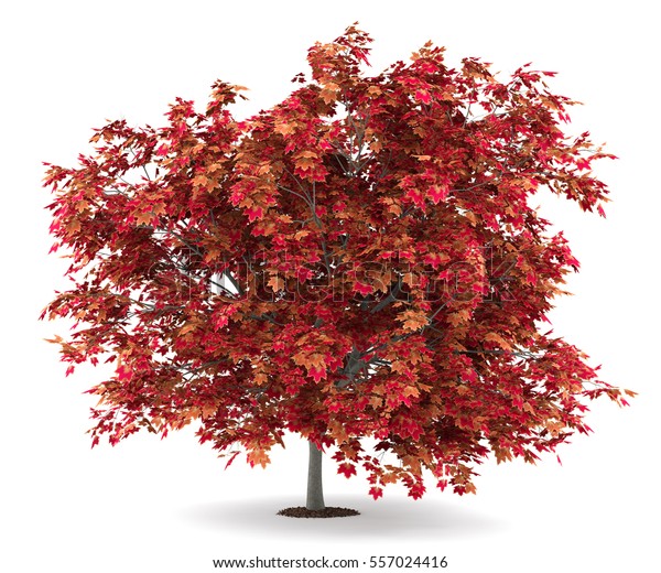 Japanese Maple Tree Isolated On White Stock Illustration 557024416