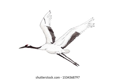 Japanese red-crown crane bird flying on white background.  watercolor hand painting illustration for decoration on wallpaper, fabric textile, cover page, template, postcard, poster. Clipping path