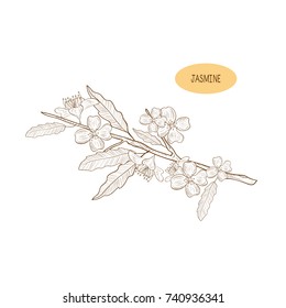 Jasmine Flower Sketch Images, Stock Photos & Vectors | Shutterstock