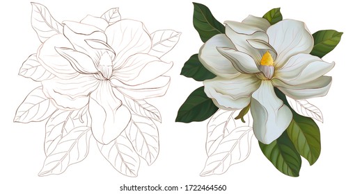 Jasmine flower, magnolia, with green leaves on a white background. Jasmine flower, graphic magnolia on a white background