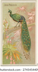 Java Peacock, from the Birds of the Tropics series (N5) for Allen and Ginter Cigarettes Brands. Vintage painting and art illustration.