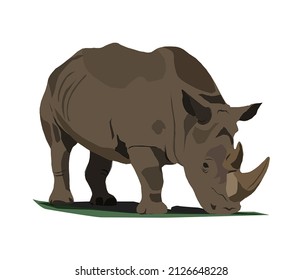 Javan Rhinoceros Standing On The Ground