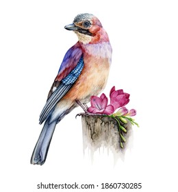 Jay bird with freesia flower realistic watercolor image. Hand drawn wild forest europe avian single illustration. Common jay bright close up element. Beautiful sitting bird on white background