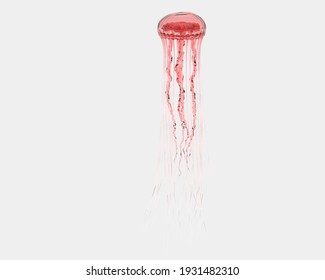 Jellyfish isolated on grey background. 3d rendering - illustration