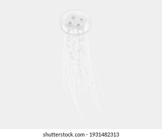 Jellyfish isolated on grey background. 3d rendering - illustration