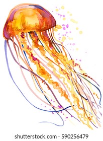 Jellyfish Watercolor Illustration