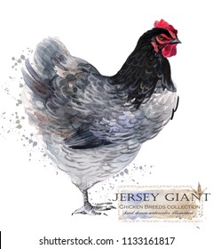 jersey giant cockerel