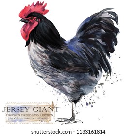 black jersey giant rooster