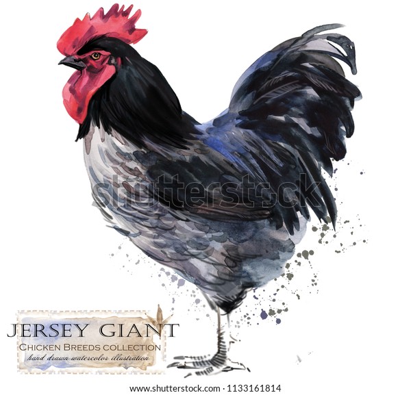 jersey giant cockerel