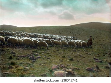 Jerusalem, Shepherd going before his flock, hand-colored transparency, ca 1918