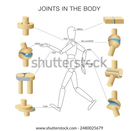 A joint is a part of the body where two or more bones meet to allow movement. Generally speaking, the greater the range of motion, the greater the risk of injury due to reduced joint strength. The six