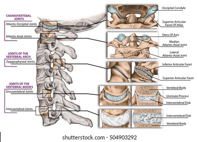 Joints of the vertebral column, cervical spine structure, vertebral bones, cervical bones, anatomy of human bone system, craniovertebral joints, joints of the vertebral bodies and arch, lateral view