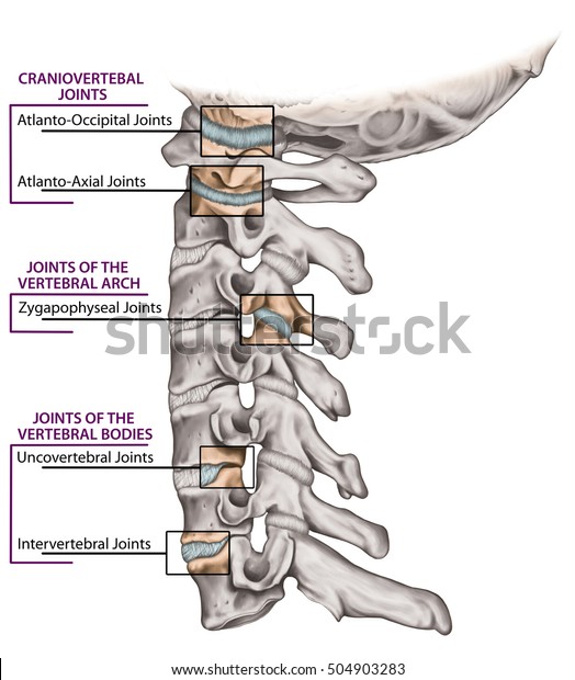 Joints Vertebral Column Cervical Spine Structure Stock Illustration ...