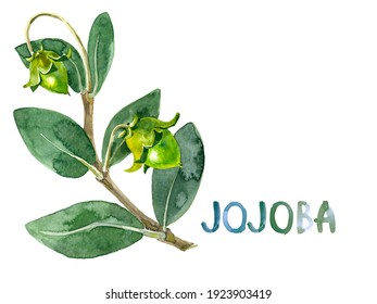Jojoba bush branch. Two ripening quinine nut. Simmondsia chinensis seeds. Advertising shops, cosmetic skin hair care oil product, beauty salon healthy menu, card flyer poster cover, booklet packaging 