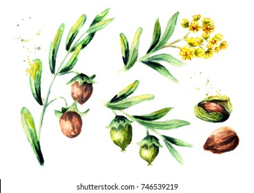 Jojoba Plant Set. Watercolor Hand Drawn Illustration