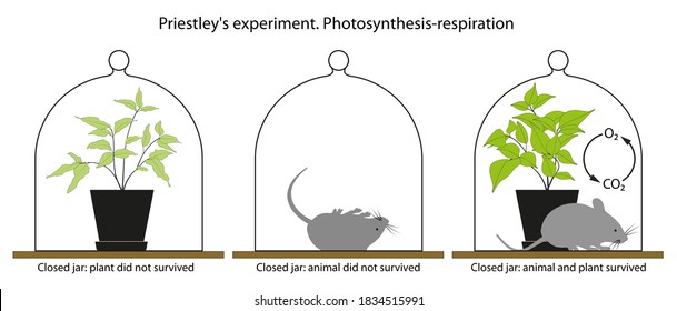 Joseph Priestley's experiment with a plant and a mouse