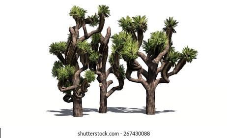 Joshua Tree Illustration Images Stock Photos Vectors Shutterstock