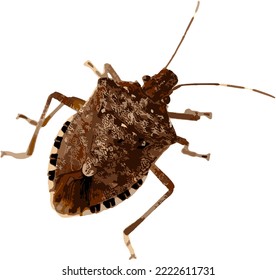 Jpg Of Brown Marmorated Stink Bug.