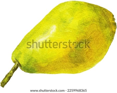 Juicy yellow pear watercolor painting