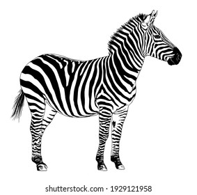 Zebra - Photoshop custom shapes