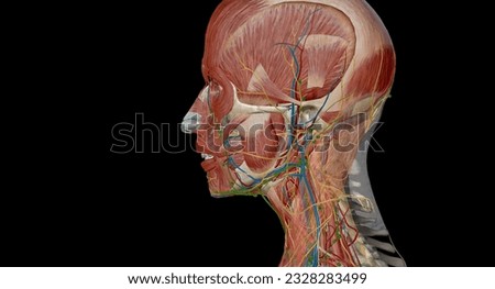 At the junction between the head and neck are five groups of lymph nodes which form the pericerivcal lymphatic circle, also called the pericervical collar. 3D rendering