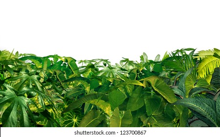 Jungle Border as a horizontal tropical plant design element with ferns and palm tree leaves found in southern hot climates as south America  Hawaii and Asia isolated on white.