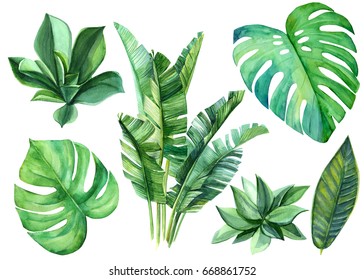 Jungle botanical watercolor illustrations, floral elements. monstera, Palm leaves and other. Tropical leaves set