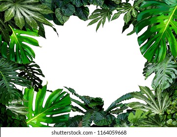 Jungle Tropical Plants Frame Design  Illustration