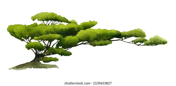 Juniper bonsai hand drawn in watercolor isolated on a white background. Watercolor illustration. Niwaki	
