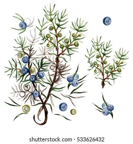 Juniper Botanical Illustration. 