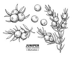 Juniper Drawing. Isolated Vintage Illustration Of Berry On Branch. Organic Essential Oil Engraved Style Sketch. Beauty And Spa, Cosmetic Ingredient. Great For Label, Poster, Flyer, Packaging Design.