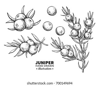 Juniper drawing. Isolated vintage illustration of berry on branch. Organic essential oil engraved style sketch. Beauty and spa, cosmetic ingredient. Great for label, poster, flyer, packaging design.