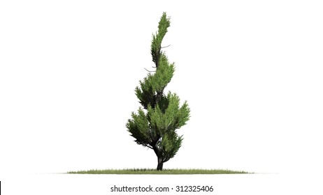 Juniper Topiary - Isolated On White Background