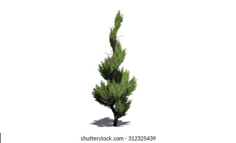 Juniper Topiary - Isolated On White Background