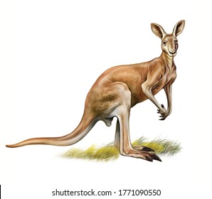 Kangaroo (Macropus) Standing, Realistic Drawing, Illustration For Australia Animal Encyclopedia, Isolated Image On White Background