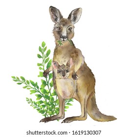 1,615 Kangaroo cub Images, Stock Photos & Vectors | Shutterstock