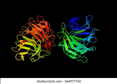 Kelch-like Protein 3, A Protein In Humans That Is Encoded By The KLHL3 Gene. Alternative Splicing Results In Multiple Transcript Variants Encoding Distinct Isoforms. 3d Rendering.