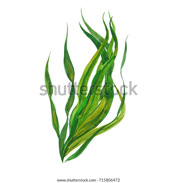 白い背景にコンブの海藻 水彩イラスト のイラスト素材