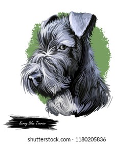 Kerry Blue Terrier Irish Blue Terrier Stock Illustration 1180205836 ...