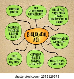 Key indicators of biological age which measures how well body functions compared to the average person of your chronological age. Infographics sketch.