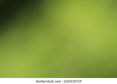 Khaki Pale Green Gradation Image Texture Photography Of The Swamp Water Surface.